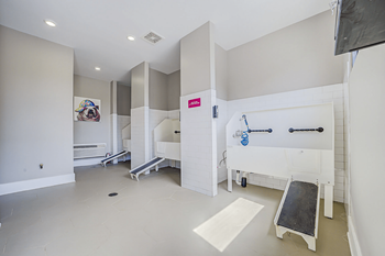 Pet spa with grooming & wash stations